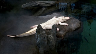 Albino-Krokodil liegt am Ufer alleine