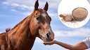 Hand f&uuml;ttert Pferd. Flohsamenschalen als Bildausschnitt