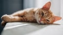 Katze liegt und schaut in die Kamera