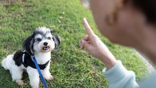 Frau schimpft mit Hund
