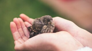 Jungervogel in Händen