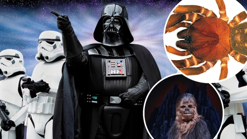Zusammenschnitt: Hintergrund Darth Vader mit Sturmtrupplern, Chewbacca und STurmtruppler Spinne reingeschnitten