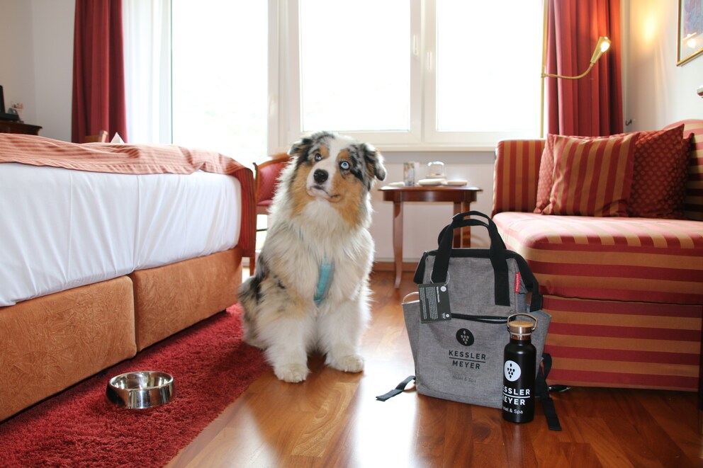 An Australian Shepherd sits in a hotel room between a bed and a sofa.