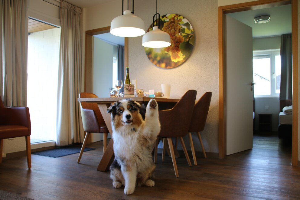 An Australian Shepherd sits in front of a table and looks at the camera.