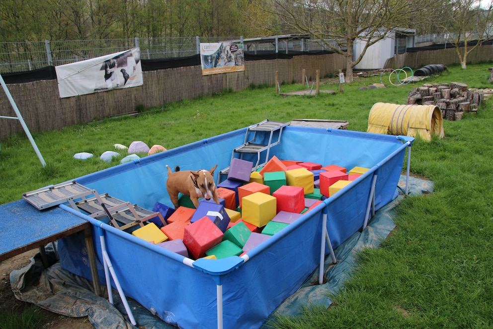 Ein Hund in einem Agility-Parcours