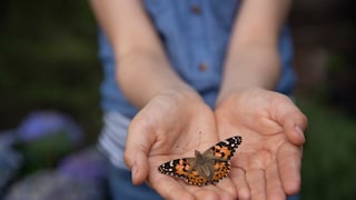 Ein Schmetterling sitzt auf den ausgebreiteten Handflächen einer Person.