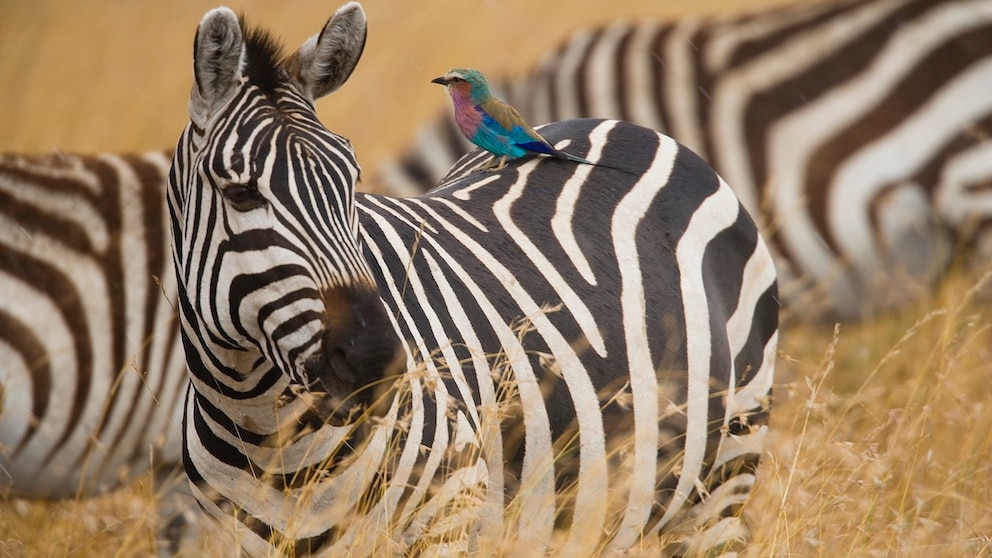 Einb Zebra mit einem Vogel auf dem Rücken