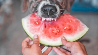 Ein Hund beißt in eine Wassermelone