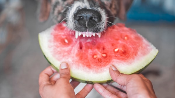 Ein Hund beißt in eine Wassermelone