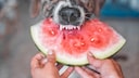 Ein Hund bei&szlig;t in eine Wassermelone