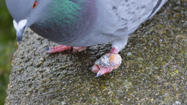 Eine Tauben mit einem angeschwollenem Fuß