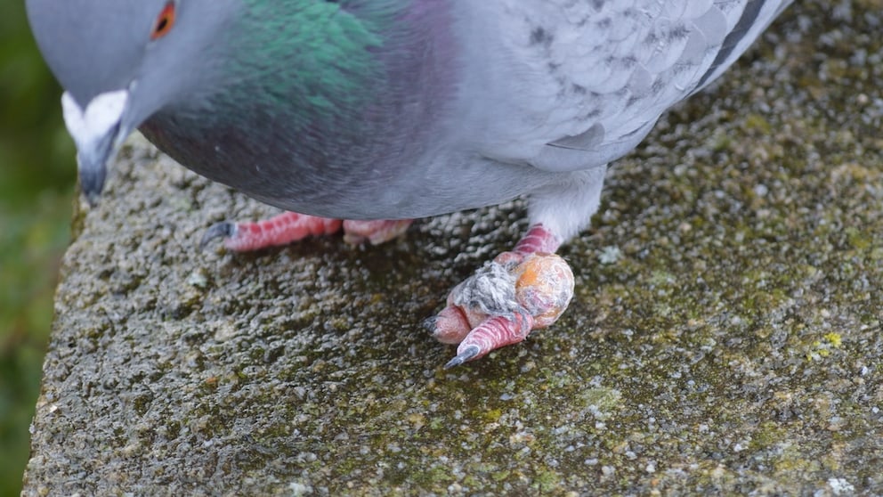 Eine Tauben mit einem angeschwollenem Fuß