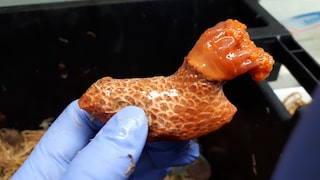 Eine Seegurke der Art Psolus fabricii