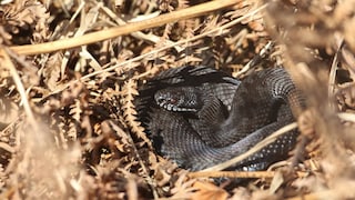 Seltene schwarze Kreuzotter, die gerade aus dem Winterschlaf erwacht