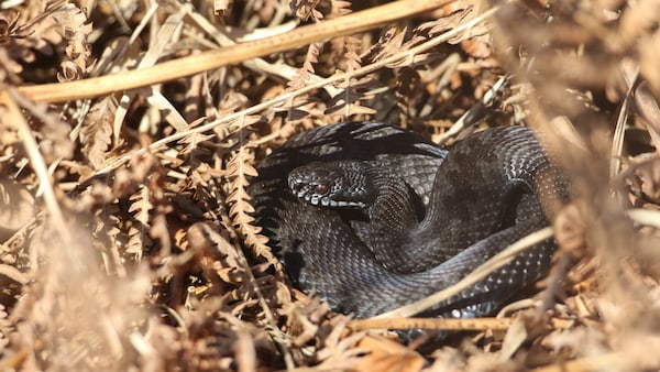 Seltene schwarze Kreuzotter, die gerade aus dem Winterschlaf erwacht