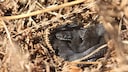 Seltene schwarze Kreuzotter, die gerade aus dem Winterschlaf erwacht