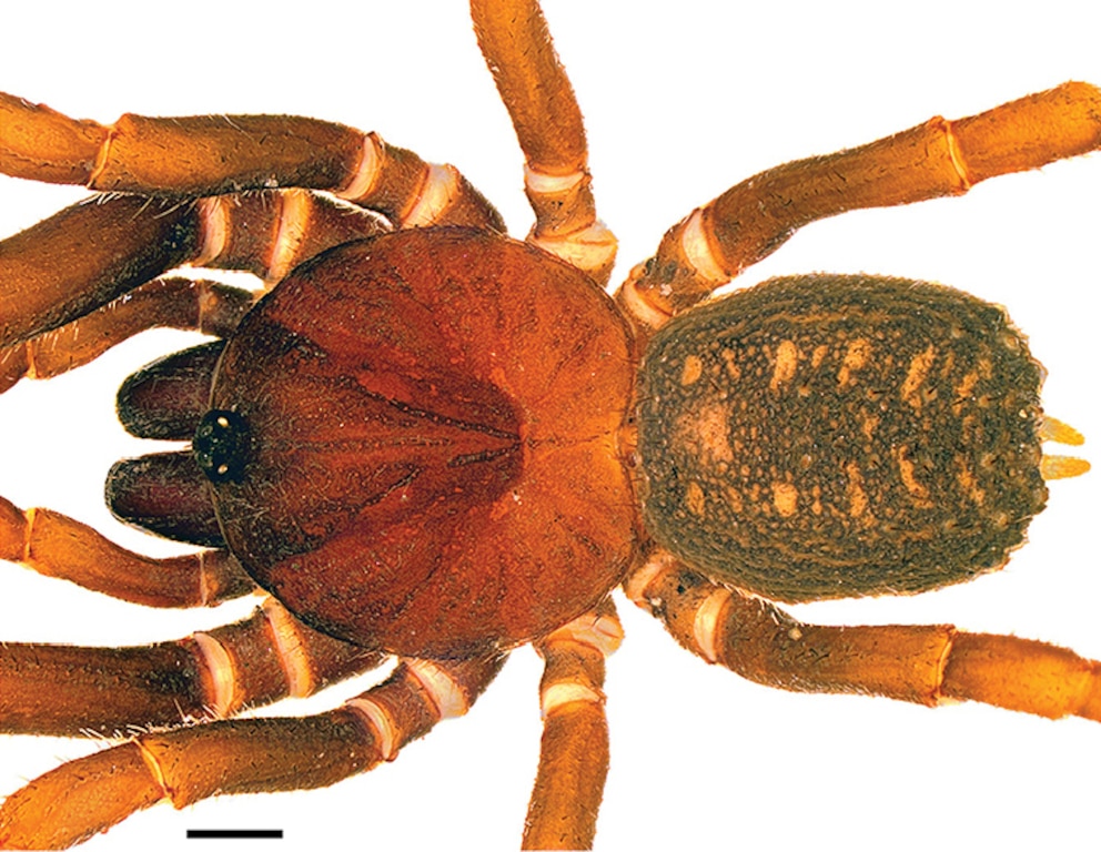 Diese Spinne wurde nach den ber&uuml;hmten Sturmtrupplern aus Star Wars benannt