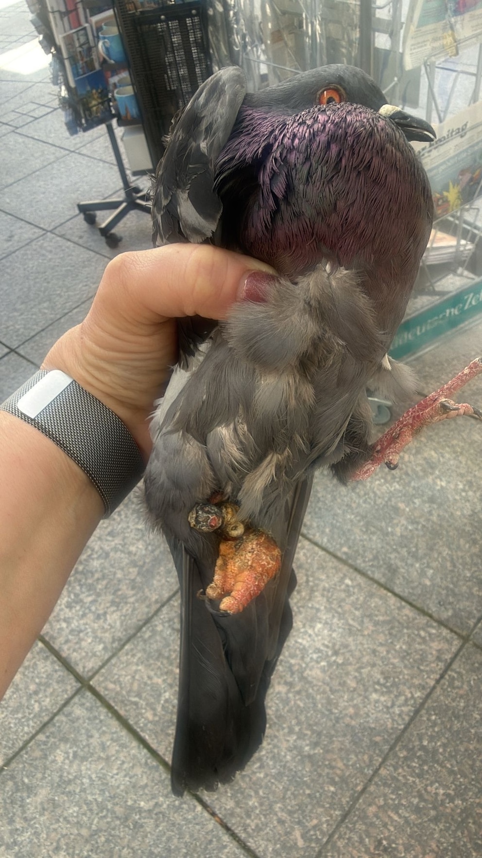 Eine Taube mit einem verletzten Fu&szlig;