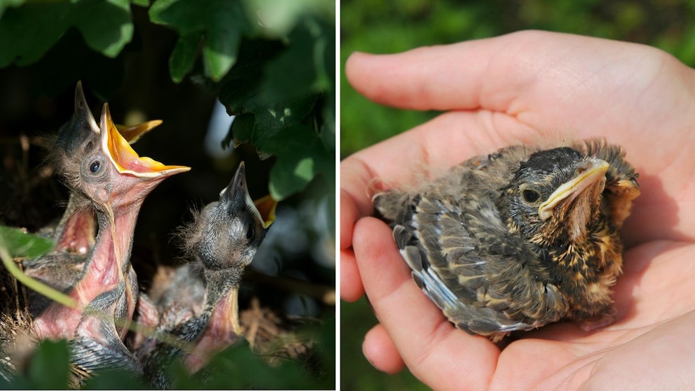 Nestling (rechts) und &Auml;stling im Vergleich: Besitzt der Jungvogel bereits Federn und sieht gut entwickelt aus, ist die Chance hoch, dass sich die Eltern in der N&auml;he befinden.