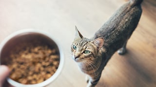 Futternapf und Katze
