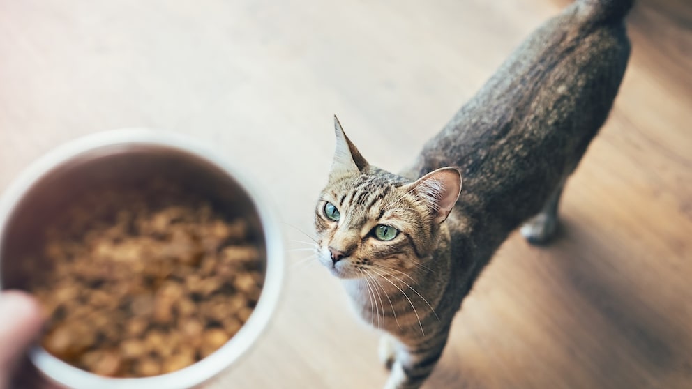 Futternapf und Katze