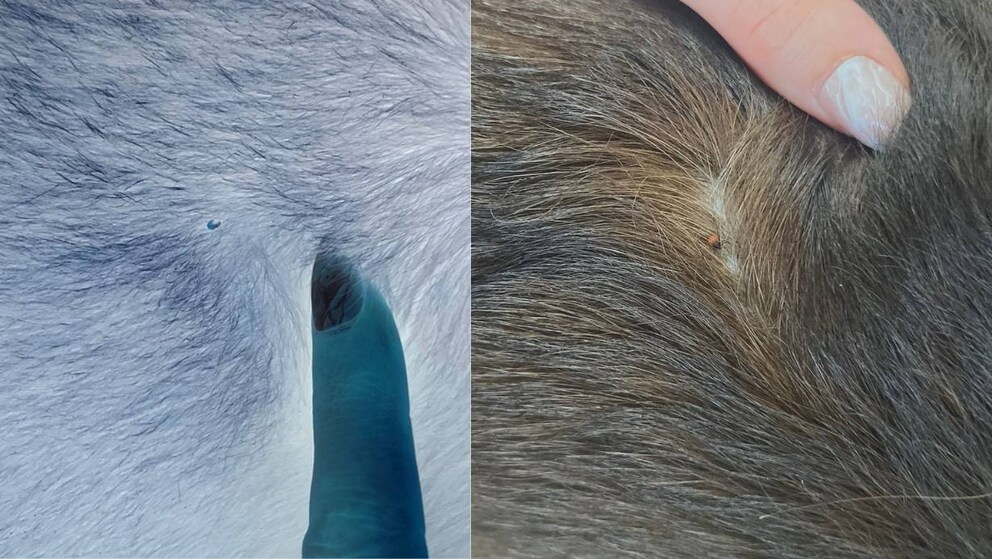 Difference between inverted and normal image of a tick on fur
