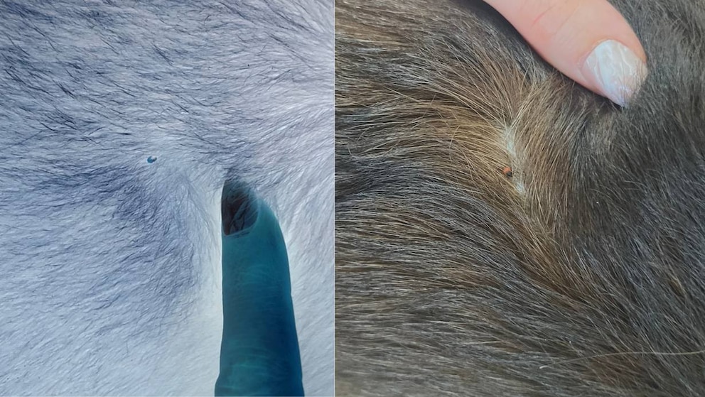 Unterschied zwischen invertiertem und normalen Bild von einer Zecke auf Fell