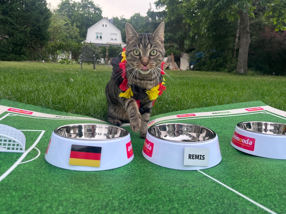 Kater Dino beim WM-Orakel 2026