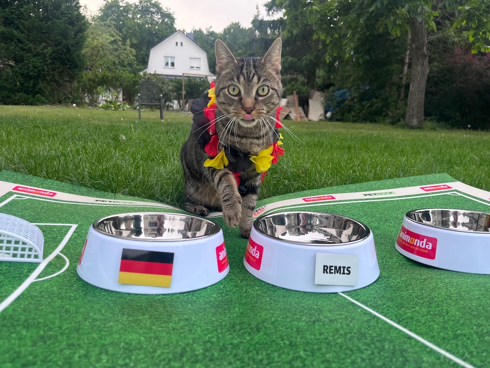 Cat Dino at the 2026 World Cup Oracle