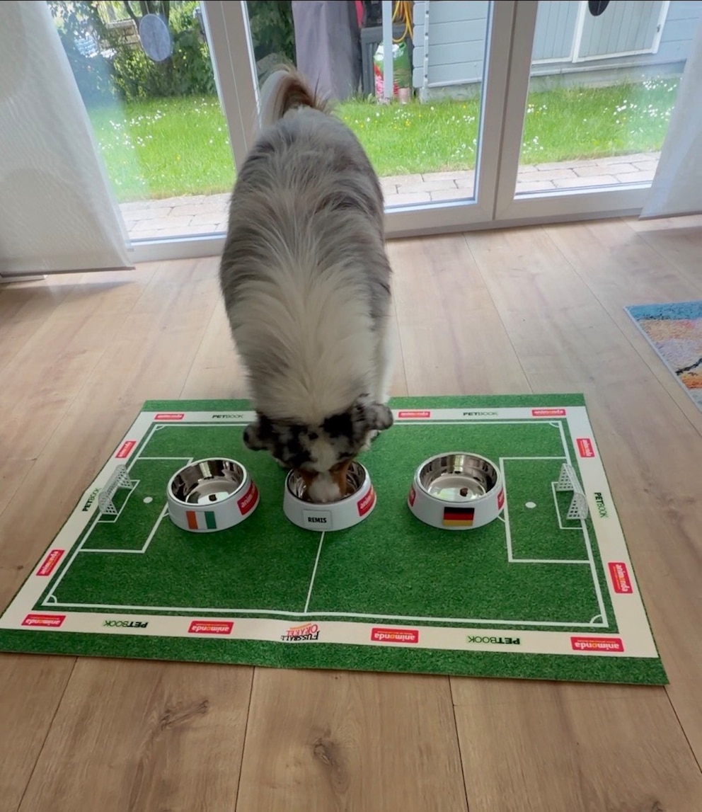 Australian Shepherd frisst aus einem Napf