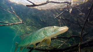 Sie leben ihr ganzes Leben im Wasser – müssen Fische dann überhaupt trinken?