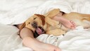 Wenn Hund und Katze mit im Bett schlafen, dann ist man schnell durch einen feuchten Nasenkuss oder eine Pfote im Gesicht wieder wach