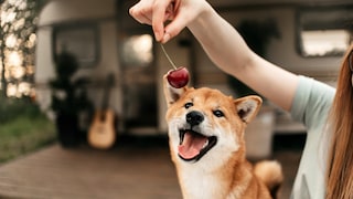 Hund schnappt nach Kirsche