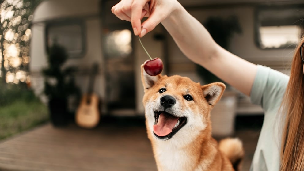 Hund schnappt nach Kirsche