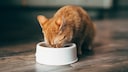 Eine Katze frisst aus seinem Napf