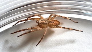 Eine Nosferatu-Spinne