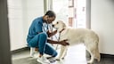 Tierarzt untersucht Hund