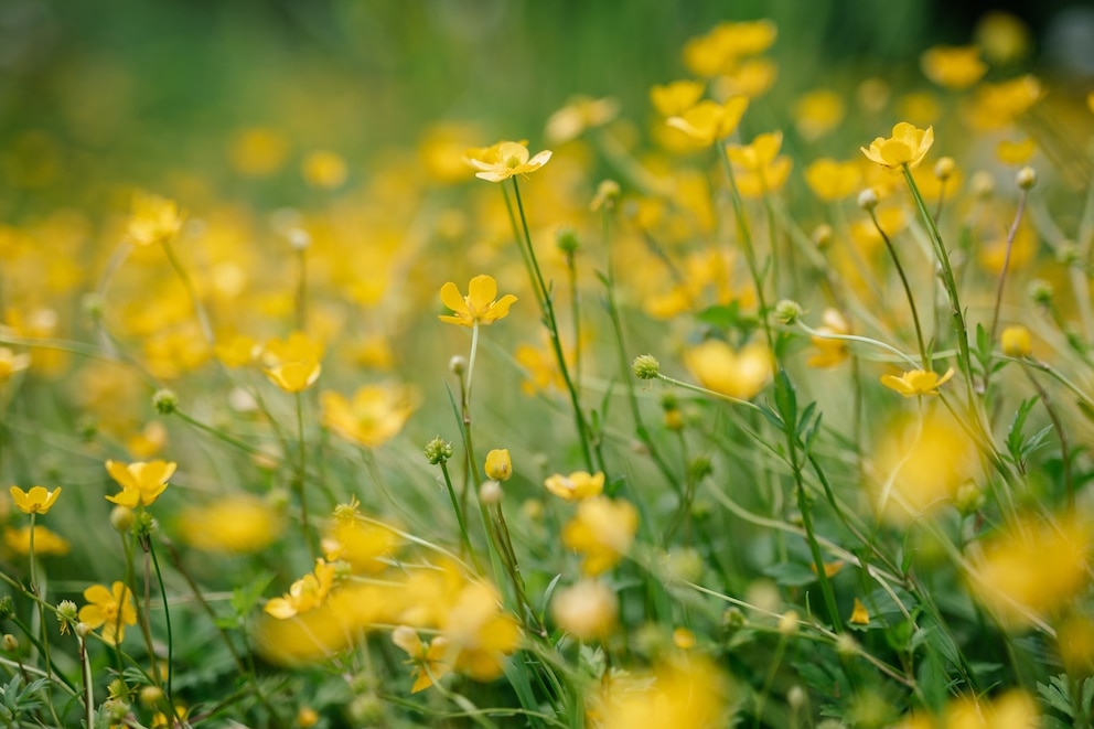 Butterblumen auf einer Wiese
