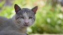 Eine alte Katze