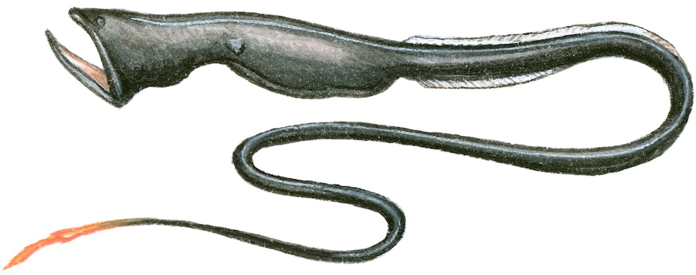 Pelikanaal