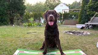 Ein brauner Labrador sitzt hinter 2 Näpfen