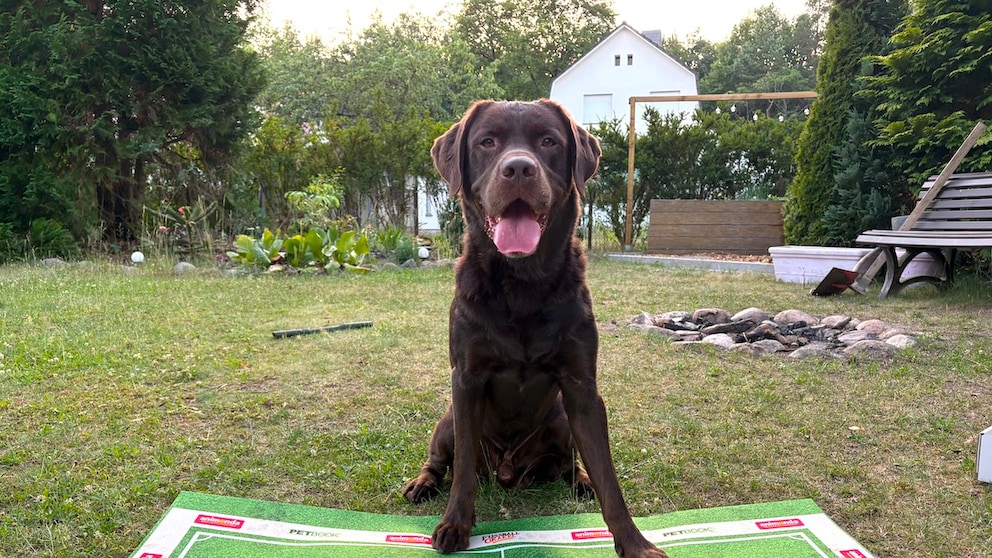 Ein brauner Labrador sitzt hinter 2 Näpfen