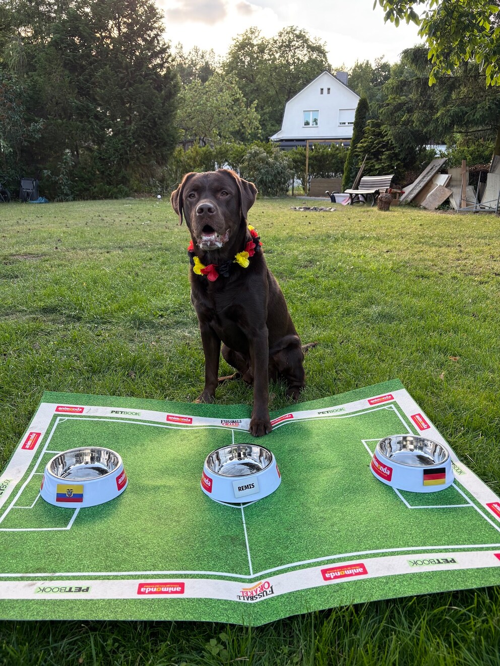 Labrador Hector sits in front of the bowls for the 2026 World Cup oracle