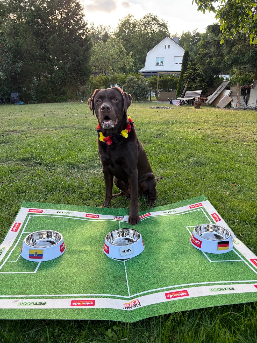 Labrador Hector sitzt vor den N&auml;pfen f&uuml;r das WM-Orakel 2026