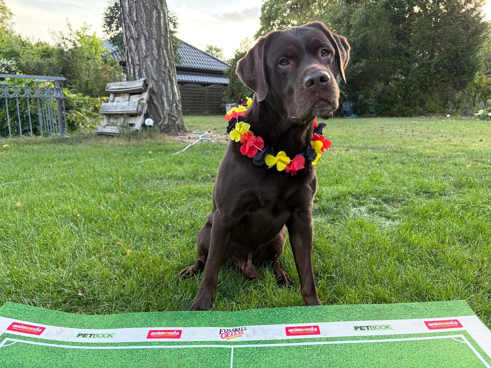 Labrador mit Deutschlandhalsband