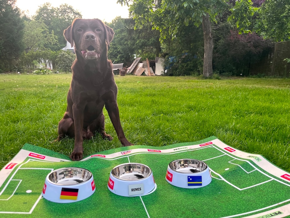 Labrador Hector beim Orakel WM 2026