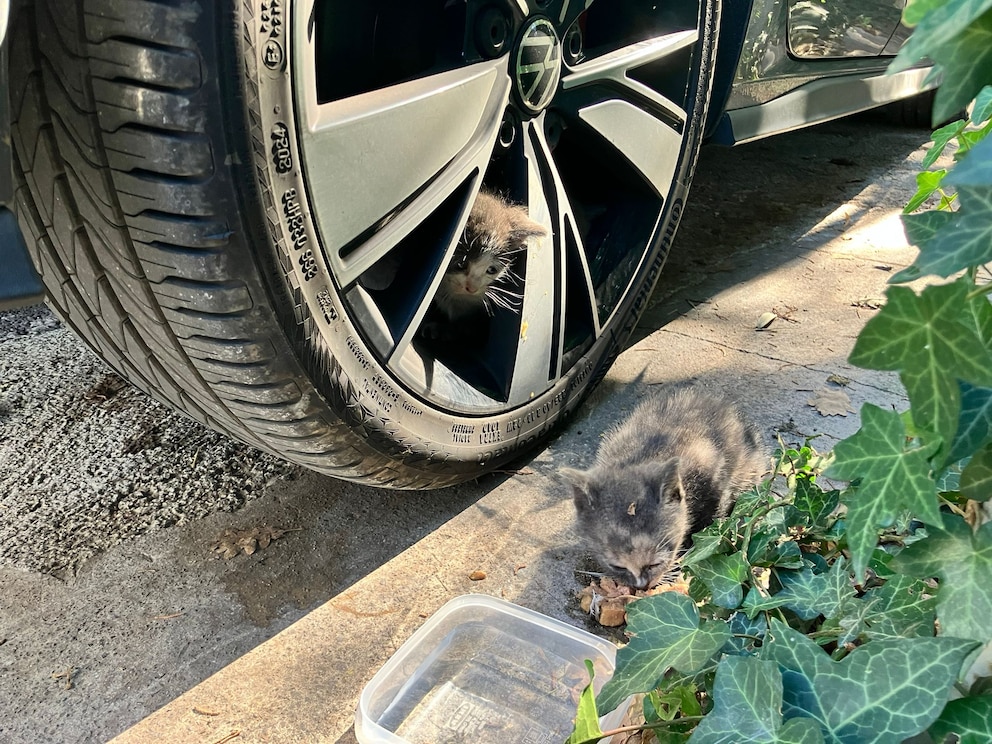 Katze Labubu im September 2025 &ndash; dort wurde sie von dem Tierschutzverein Kitten Safe House e.V. gefunden