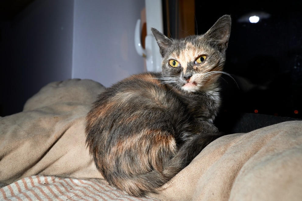 Die Katze Labubu steht im Mittelpunkt einer Geschichte &uuml;ber Vorurteile, Tierliebe und die Kraft des Humors