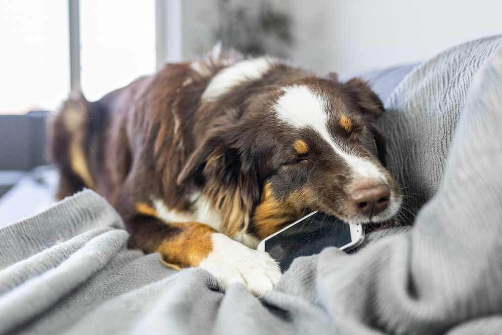 Eine Hundehaftpflicht hilft Halter:innen dabei, sich vor finanziellen Folgen zu schützen, wenn das Tier das Eigentum Dritter beschädigt.