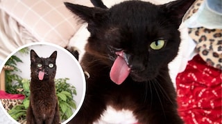 Katze Raven